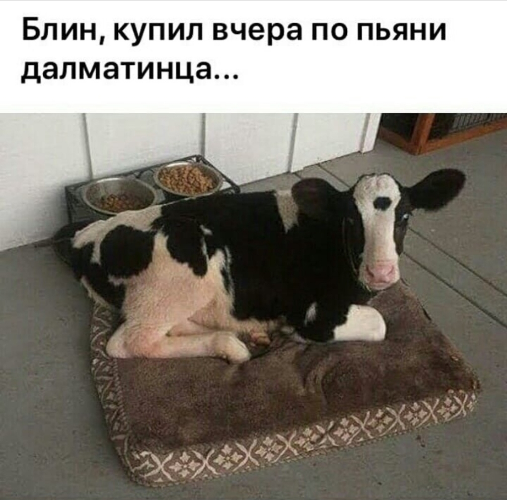 Блин купил вчера по пьяни далматинца