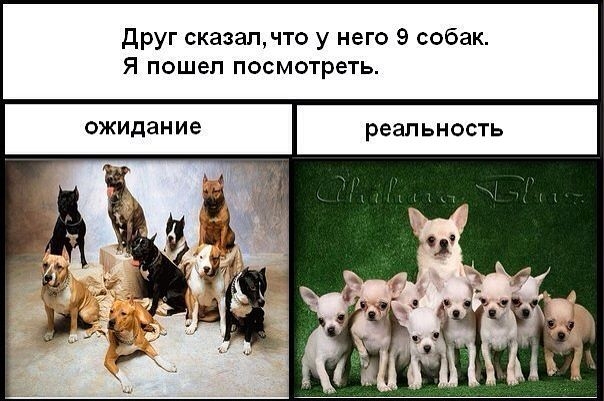друг сказалчто у него 9 собак Я пошел посмотреть ожидание реальность