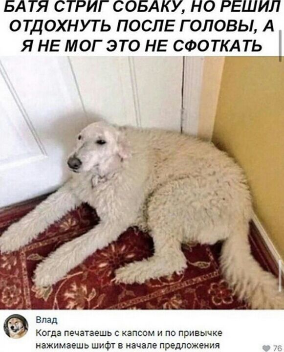 БАТЯ СТРИГ СОБАКУ НО РЕШИЛ ОТДОХНУТЬ ПОСЛЕ ГОЛОВЫ А Я НЕ МОГ ЭТО НЕ СФОТКА ТЬ Когда печатаешь с капсом и по привычке НЗЖИМЗЕШЬ ШИфТ В начале предложения