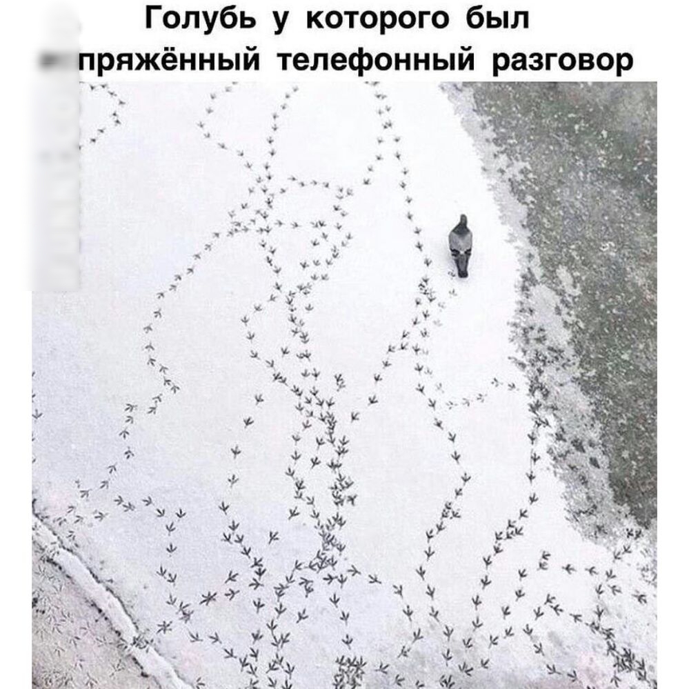пряженныи Теле Голубь у которого был и разговор фонны