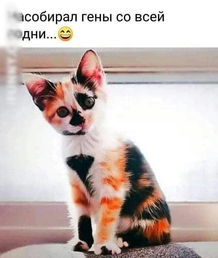 ісобирал гены со всей чдни