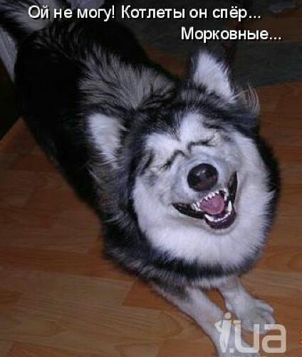 и не могу Котлеты он спёр Морковные