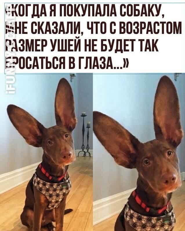 и когддя покупдлд СОБАКУ ь НЕ скдздли что с визитом гдзмер ушъй НЕ БУДЕТ тдк Еэосдться в лдзд_ _