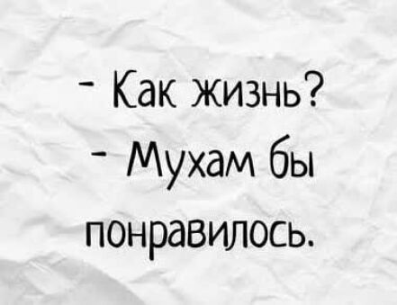 Как жизнь Мухам бы понравилось