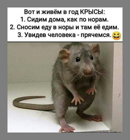 Вот и живём в год КРЫСЫ 1 Сидим дома как по норам 2 Сиосим еду в норы и там её едим 3 Увидев человека прячемся