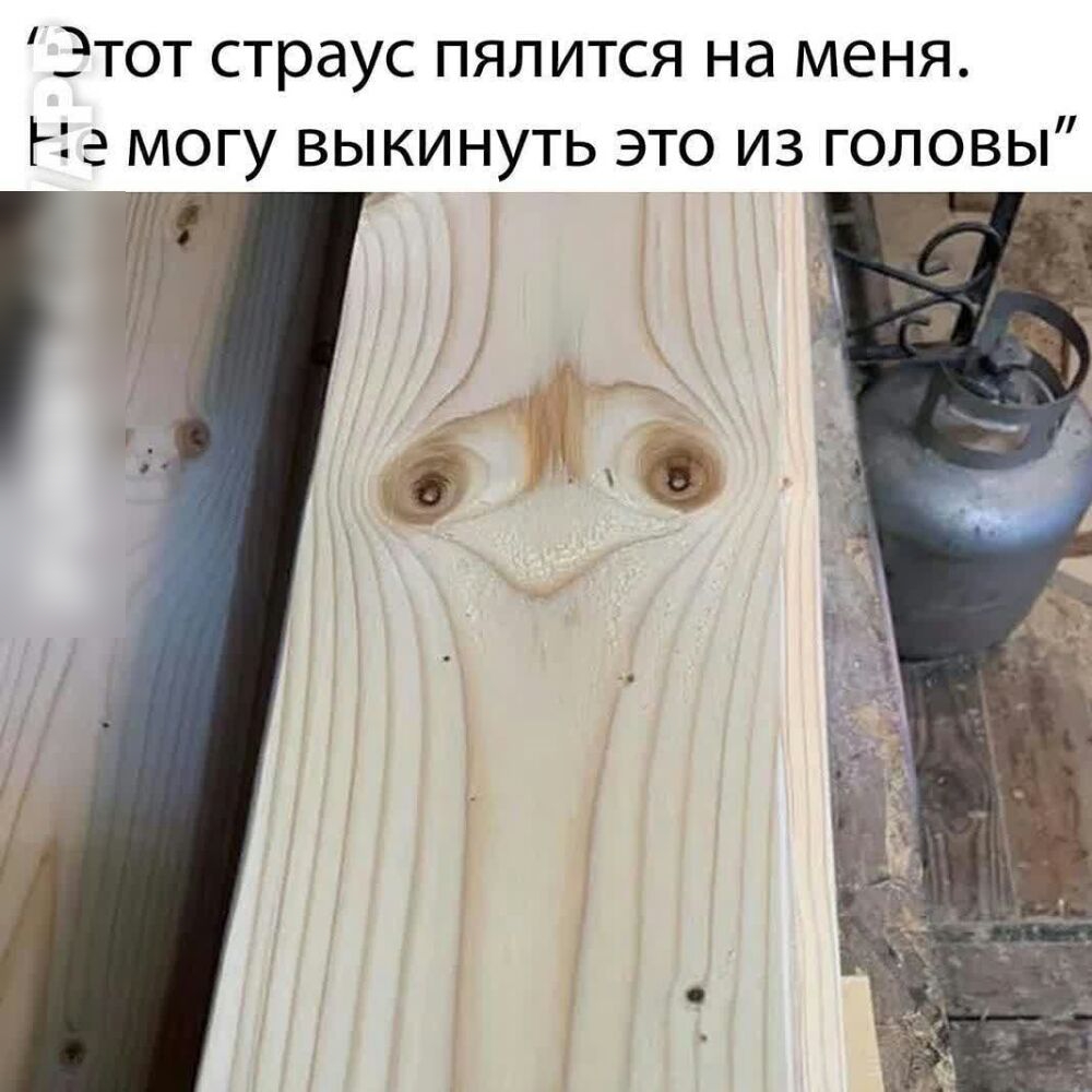 Этот страус пялится на меня Н а могу выкинуть это из головы