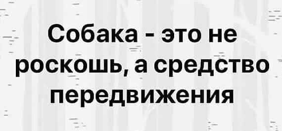 Собака это не роскошь а средство передвижения