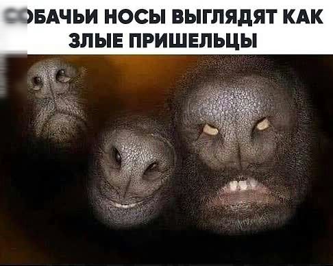 ОБАЧЬИ НОСЫ ВЫГЛЯДЯТ КАК ЗЛЫЕ ПРИШЕЛЬЦЫ