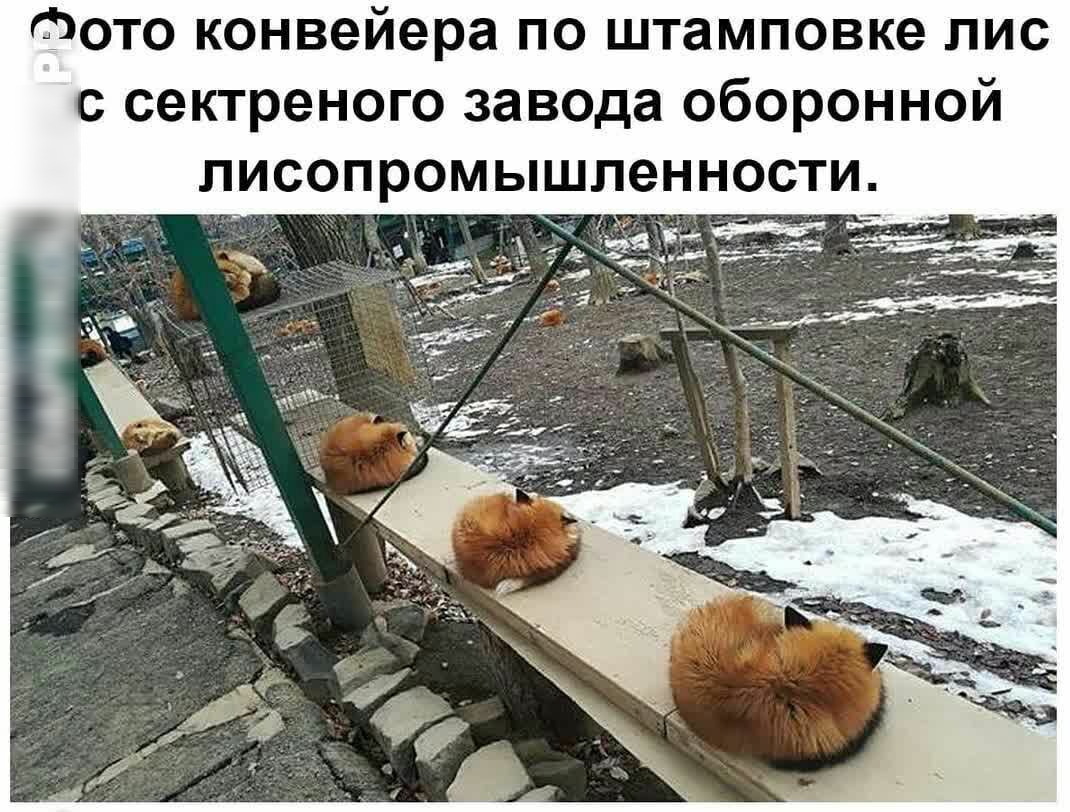 Фото конвейера по штамповке лис с сектреного завода оборонной лисопромышленности ч