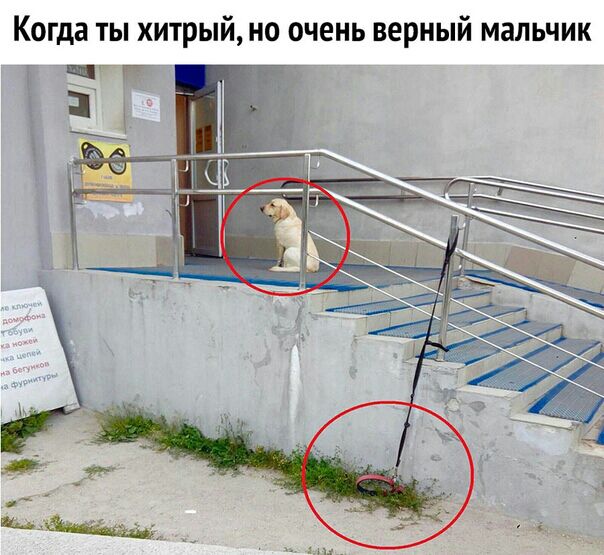 Когда ты хитрый но очень верный мальчик ПТГ Ё