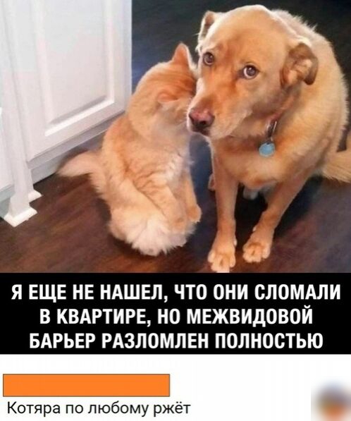 Сі _ і _ Я ЕЩЕ НЕ НАШЕЛ ЧТО ОНИ ОЛОМАЛИ В КВАРТИРЕ НО МЕЖВИДОВОЙ БАРЬЕР РАЗЛОМЛЕН ПОЛНОСТЬЮ Котяра по любому рж