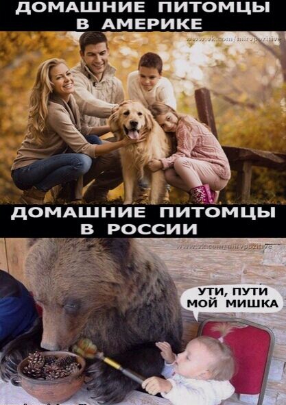 домдшнив питомцы _чвте Америке _ дОМАШНИЕ ПИТОМЦЬ В РОССИИ мой МИШКА