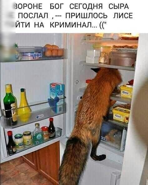 ЮРОНЕ БОГ свгодня СЫРА ПОСПАЛ пришлось лисе йти НА КРИМИНАЛ