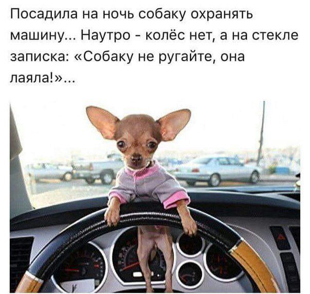 Посадипа на ночь собаку охранять машину Наутро колёс нет а на стекле записка Собаку не ругайте она ЛЗЯПЭЕ