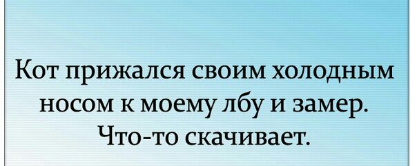 Кот прижался своим холодным носом к моему лбу и замер Что то скачивает