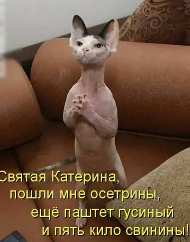 вятая Катерина пошли мне осетрё ещё паштет гЁс Ы и пятЕ кило свИНины