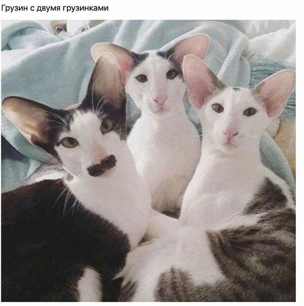 Грузии с двумя грузинками й