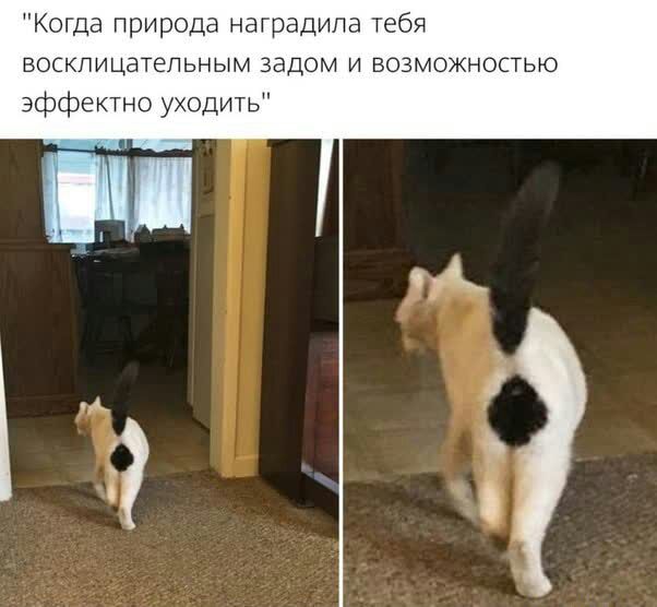 Когда природа наградила тебя восклицательным задом и возможностью эффектно уходить