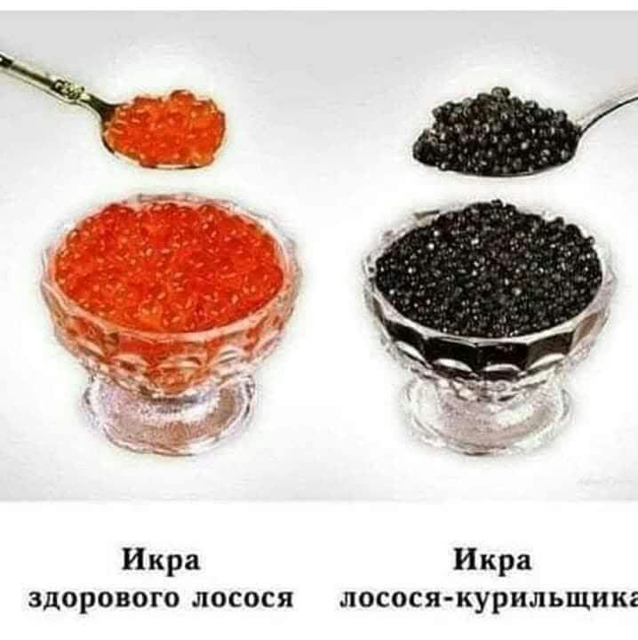 Икра Икра здорового лосося лосося курильщика