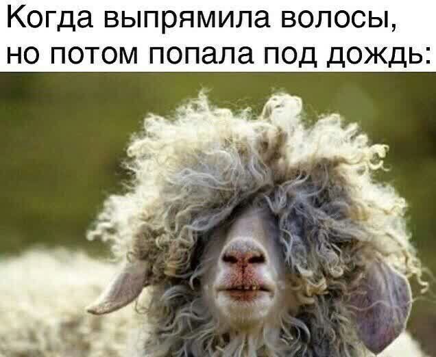 Когда выпрямила волосы но потом попала под дождь