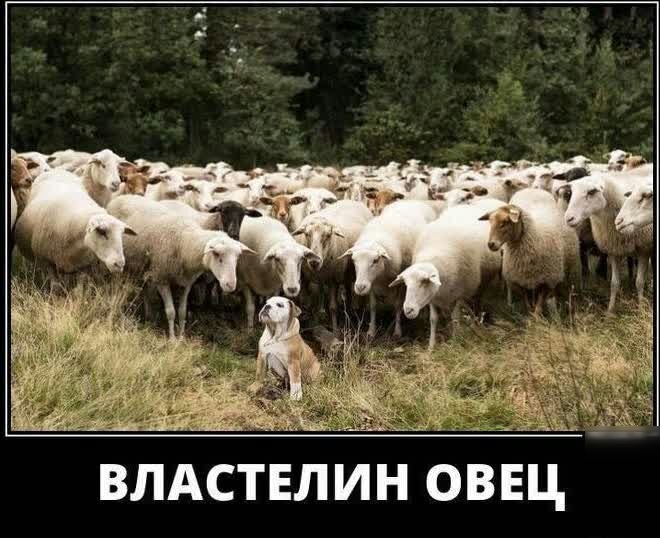 ная ВЛАСТЕЛИН ОВЕЦ