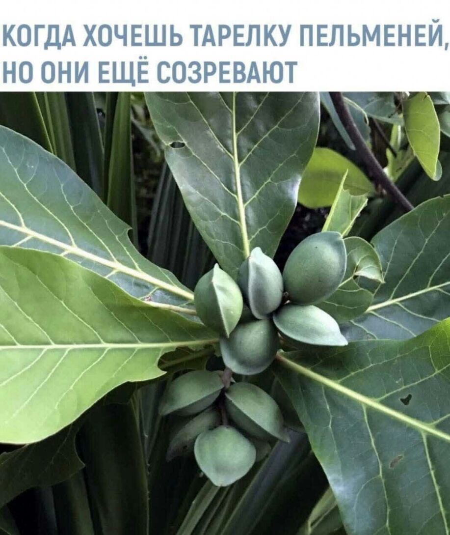 КОГДА ХОЧЕШЬ ТАРЕЛКУ ПЕЛЬМЕНЕЙ ноони ЕЩЕ СОЗРЕВАЮТ