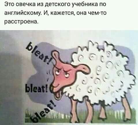 Это овечка из детского учебника пп английскому И кажется она чемто расстроена
