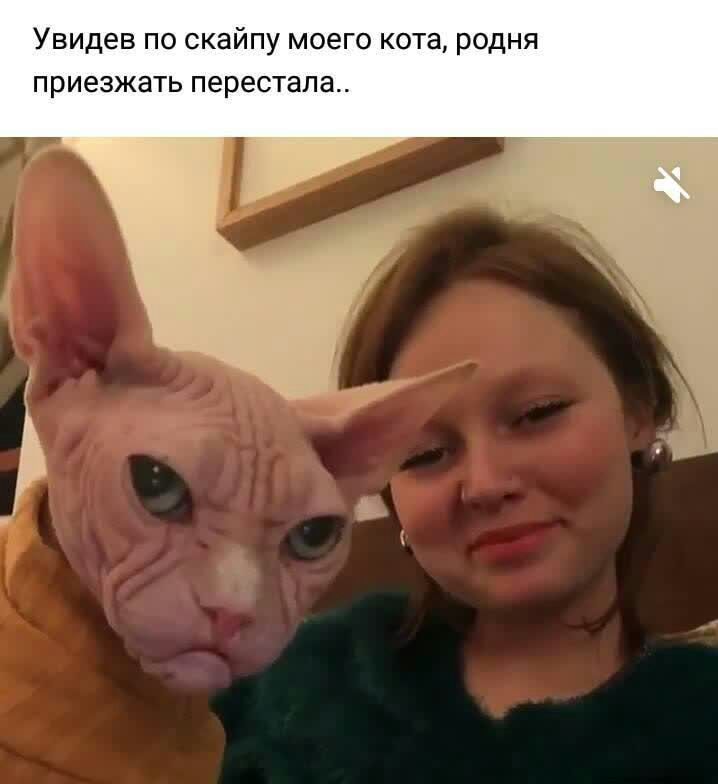 УВИДЕВ ПО СКЗЙПУ МОЕГО КОТН РОДНЯ ПРИЕЗЖЗТЬ перестала