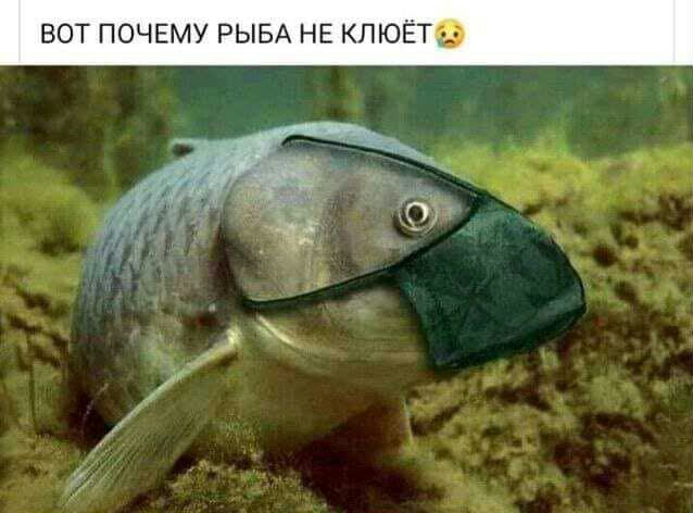 ВОТ ПОЧЕМУ РЫБА НЕ КЛЮЁТ