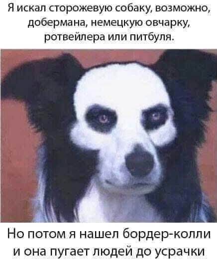 Я искал сторожевую собаку возможно добермана немецкую овчарку ротвейлера ипи питбуля г Но потом я нашел бордеркопли и она пугает людей до усрачки