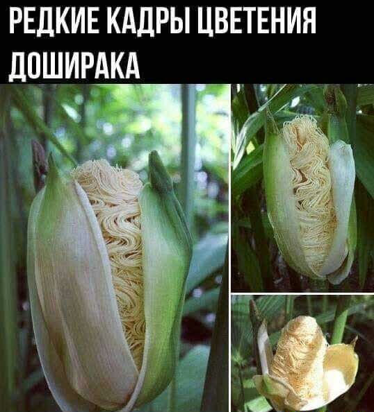 РЕДКИЕ КАДРЫ ЦВЕТЕНИЯ
