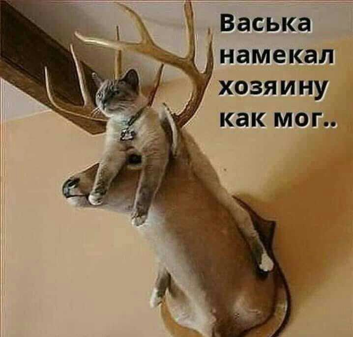 Васька намекал хозяину как мог