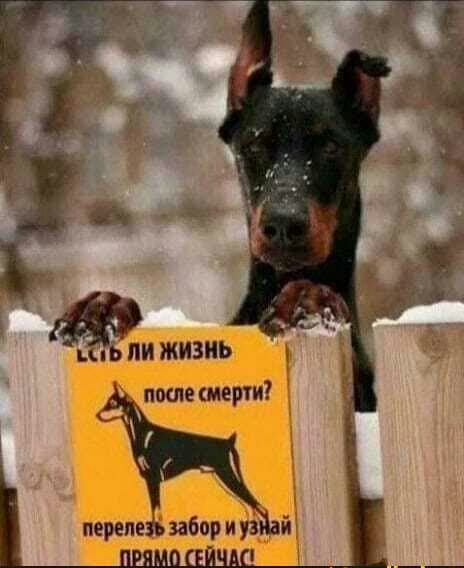 ли жизнь пшешерти 2