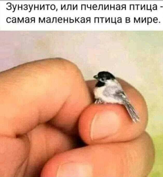Зунзунито или пчелиная птица самая маленькая птица в мире