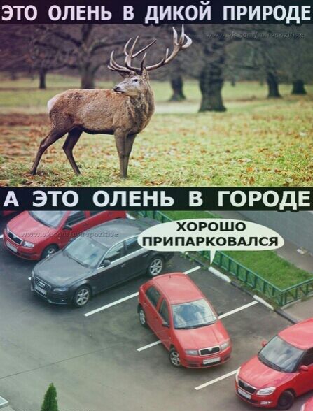 ЭТО ОЛЕНЬ В дИКОЙ ПРИРОДЕ