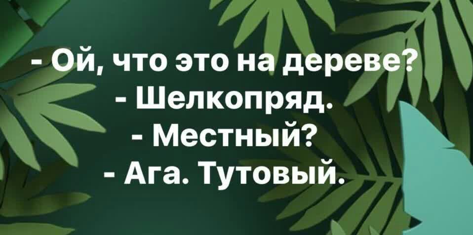 Ой что это на дереве Шелкопряд Местный Ага Тутовый