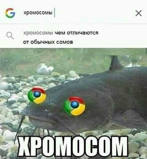 хромосомы ХРОМОСВМЫ ЧЕМ ШПИЧВЮТСЯ от обычных сомов