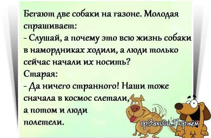 Бегают две собаки на газоне Мододая спрашивает Слушай а почему это всю жизнь собаки в намордники ходили1 а люди только сейчас начали их носить Старая да ничего странного Наши тоже сначала в космос сметаш Я потом И АЮАИ ПОАЕШСАИ