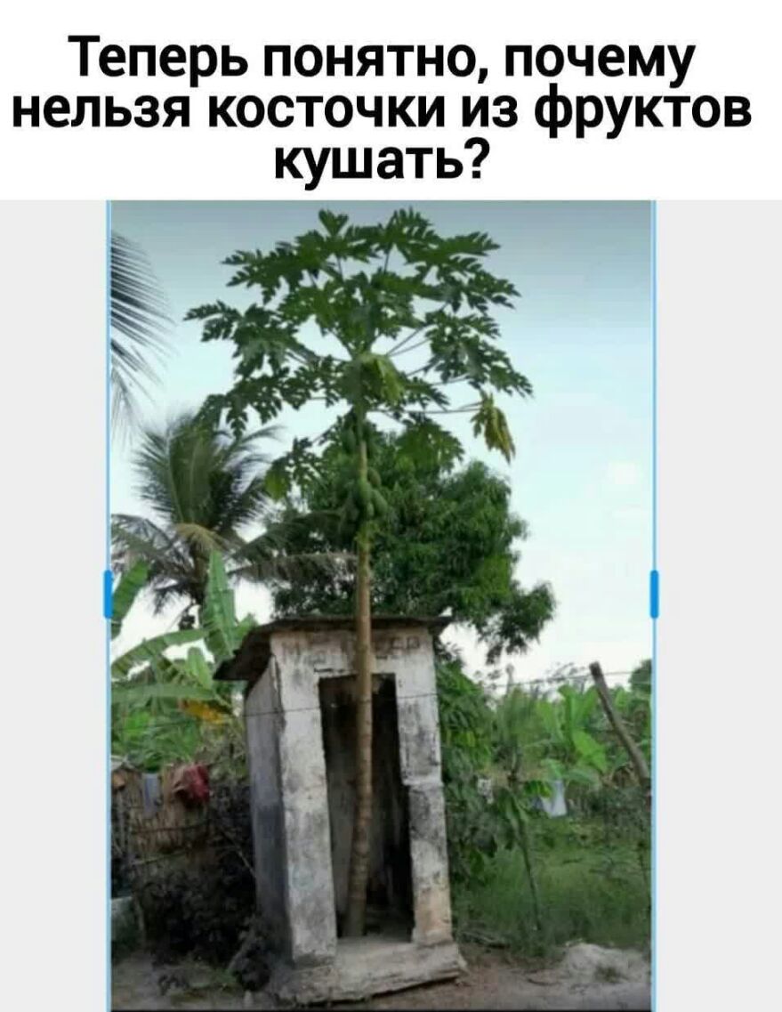 Теперь понятно почему нельзя косточки из фруктов кушать
