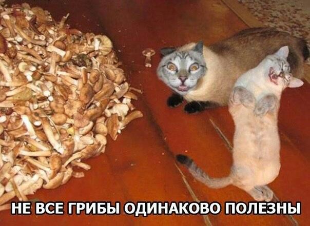 НЕ ВСЕ ГРИБЫ ОдИНАКбВО ПОЛЕЗНЫ