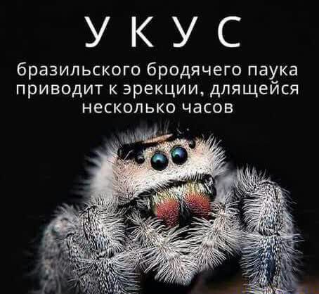 УКУС бразильского бродячего паука приводит к эрекции длящейся несколько часов