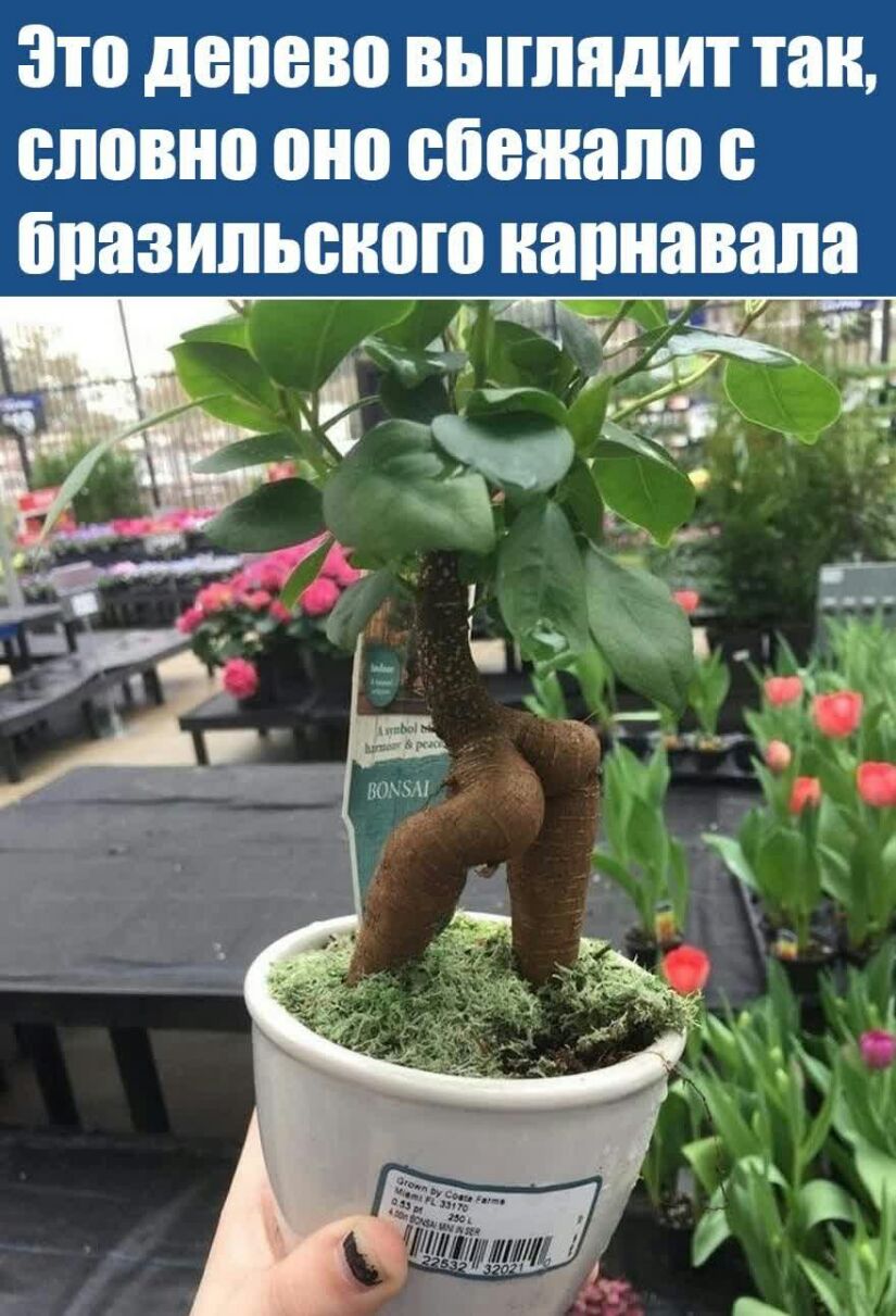 Зто дерево выглядит так словно они сбежали бпазипьсною напнавапа