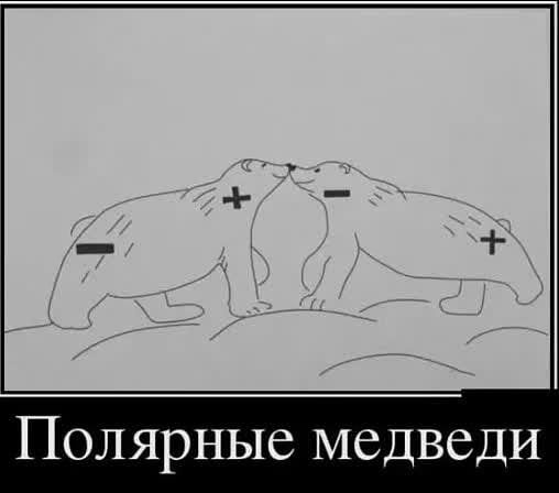 Полярные медведи