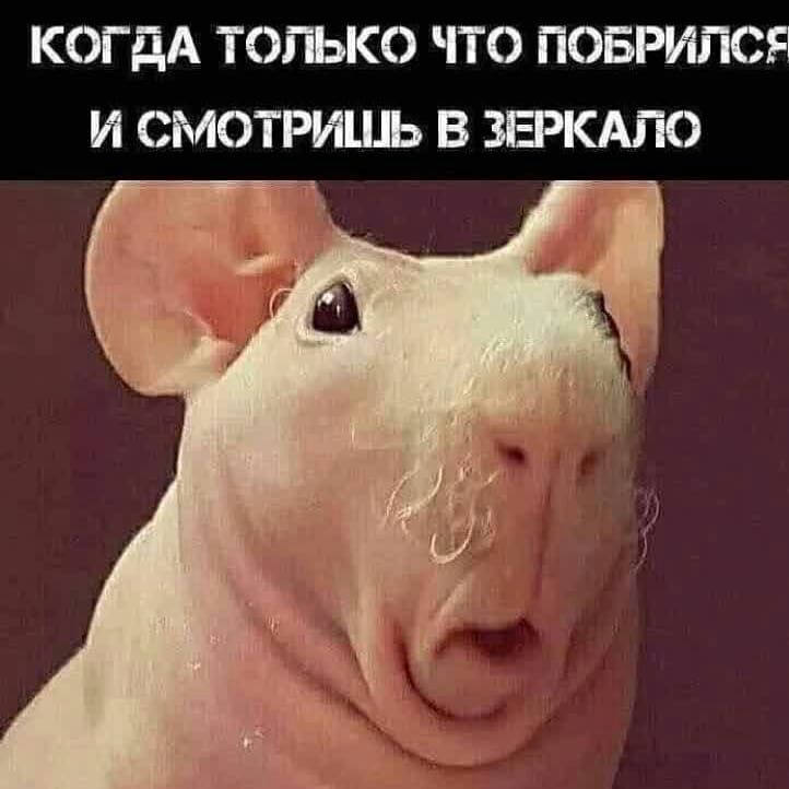 КОГДА ТОГЬКО ЧТО ПОБРИПСЯ И СМОТРИШЬ В ЗЕРКАЛО щи
