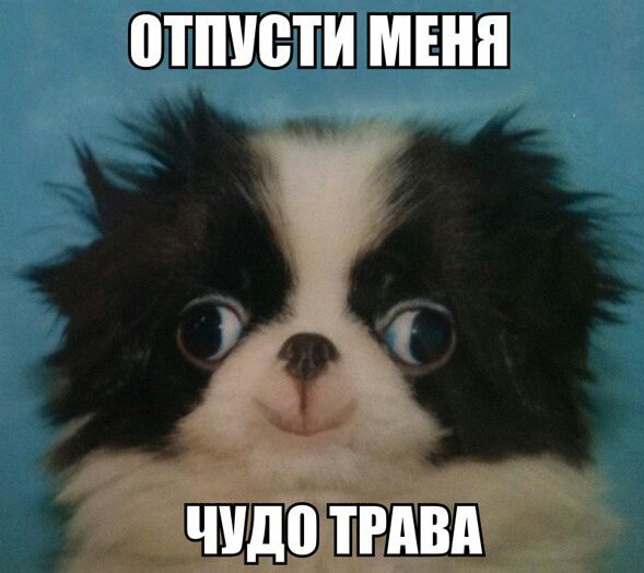 ПТПУЕТИ МЕНЯ