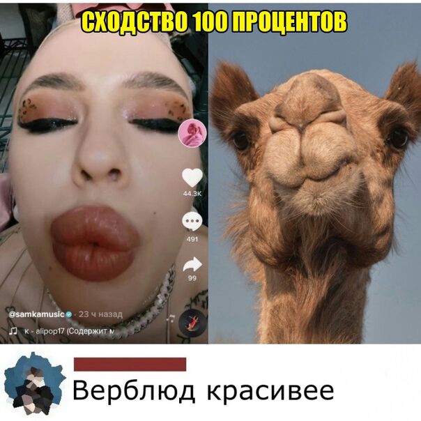 сходстйпюп процентов Верблюд красивее