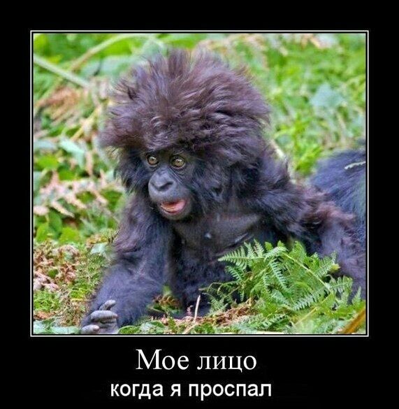 Мое лицо когда Я ПРОСПЗП