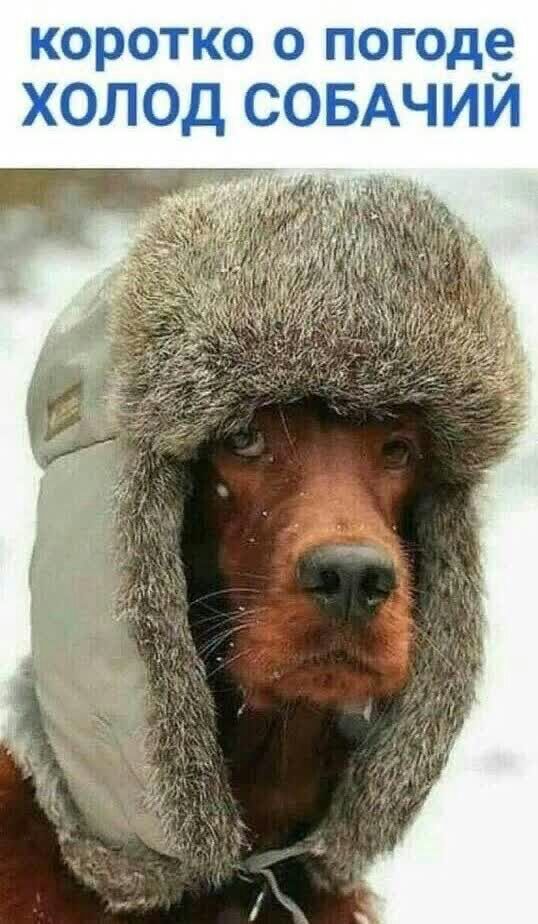 карат Пэт ЁЮГЮД