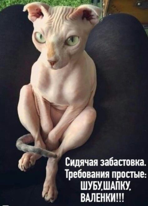 Сидячая забатвка Требования простив шшшдпкх 1 ВАЛЕНКИ