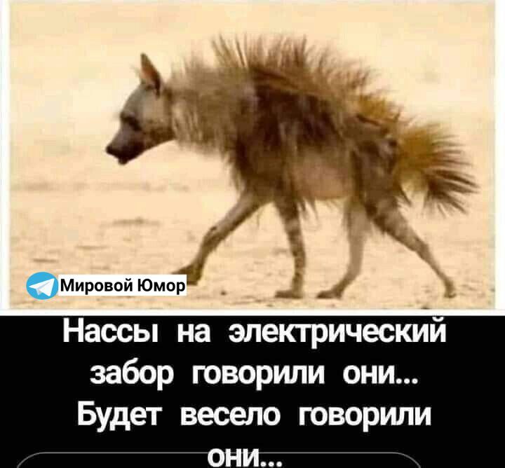 Нассы на электрический забор говорили они... Будет весело говорили они...